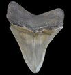 Fossil Megalodon Tooth - Georgia #75796-2